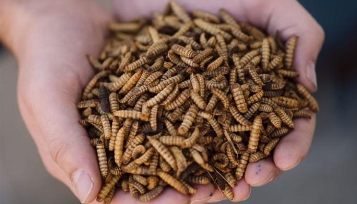 BSFL sebagai sumber potein makanan anjing dan kucing