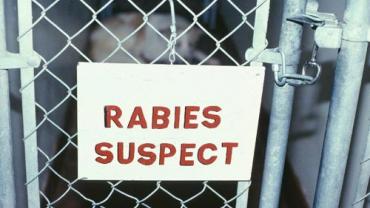 tersangka rabies