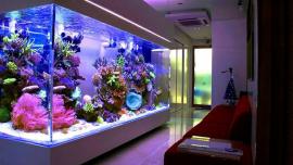 air akuarium harus rutin diganti