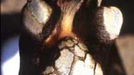 bantalan kaki keras, penyakit distemper pada anjing