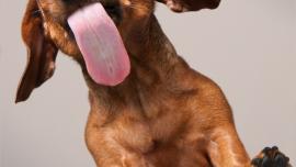 lidah anjing dan manusia