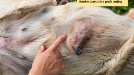 Kanker payudara pada anjing