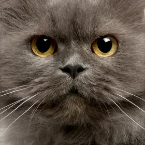 Profile picture for user satwakita